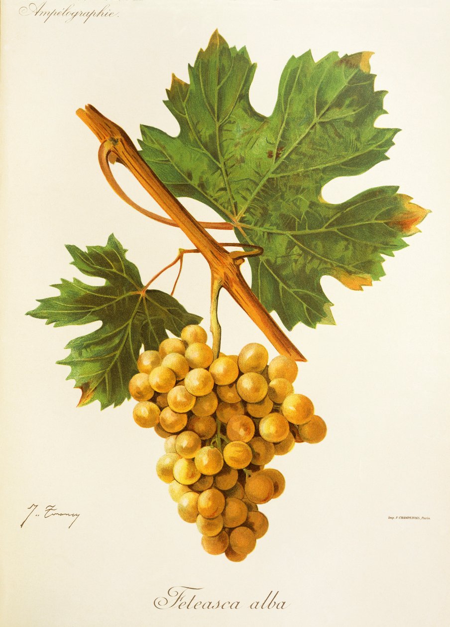 Feteasca Alba Traube von Jules Troncy