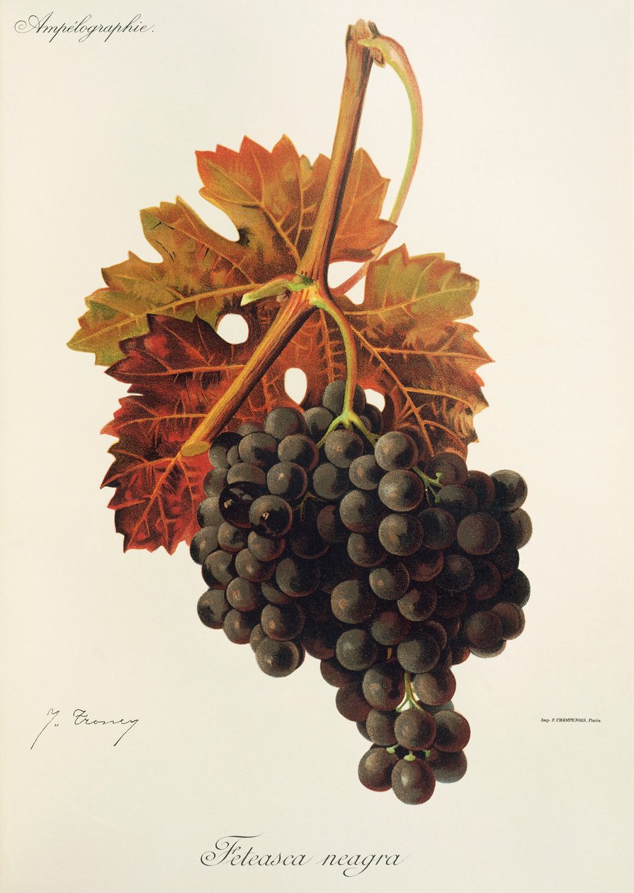 Feteasca Neagra-Traube von Jules Troncy