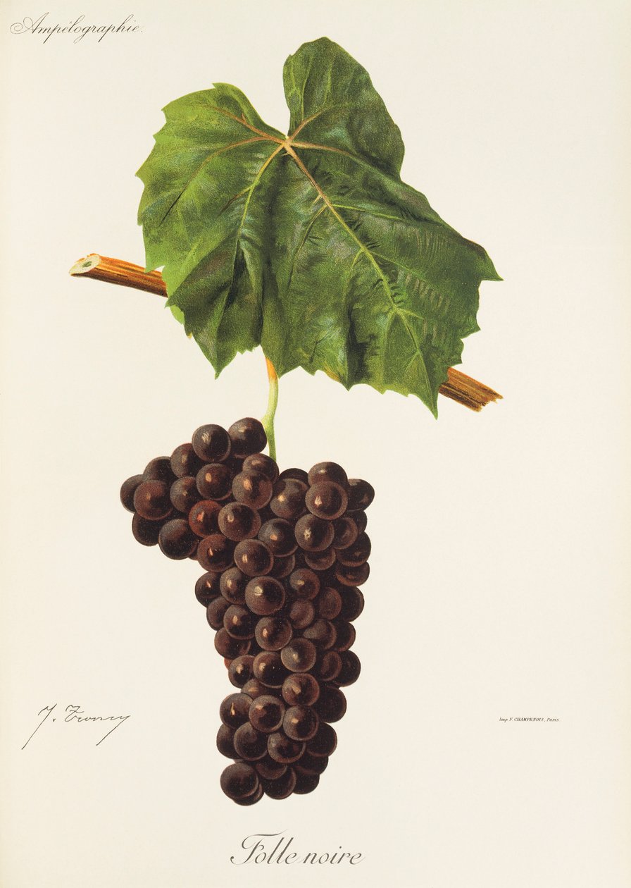 Folle Noire-Traube von Jules Troncy