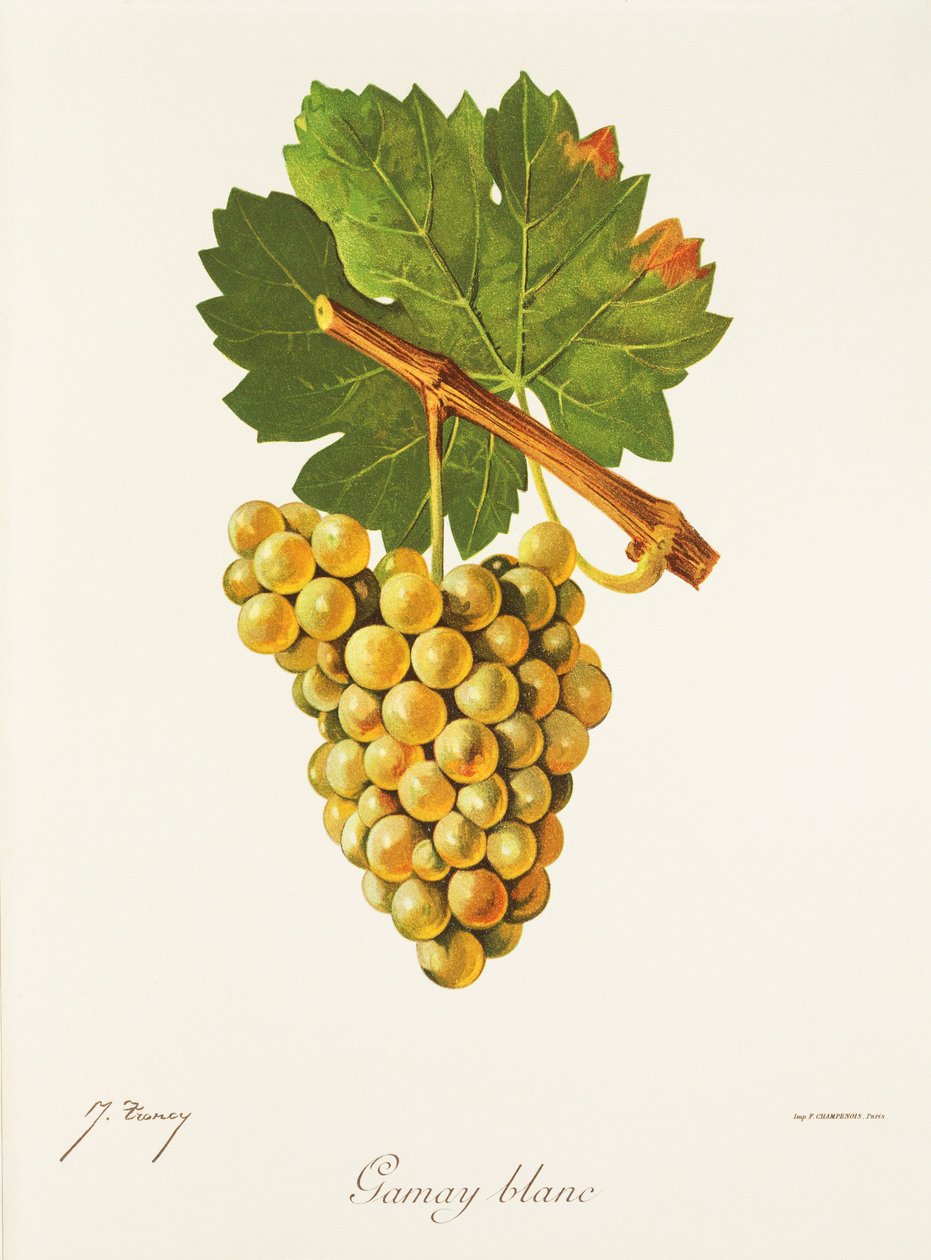 Gamay Blanc-Traube von Jules Troncy