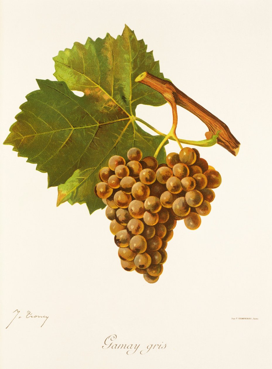 Gamay Gris-Traube von Jules Troncy