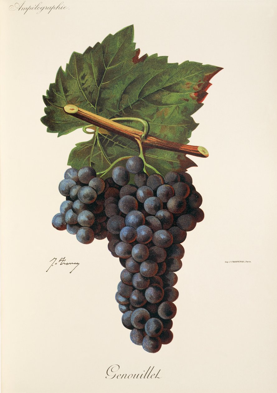 Genouillet Traube von J. Troncy von Jules Troncy