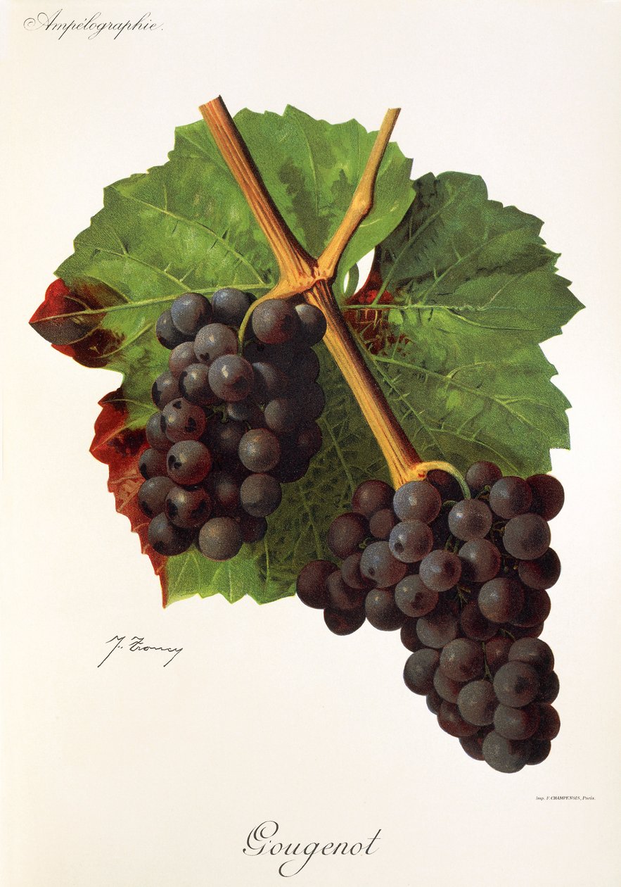 Gougenot-Traube von Jules Troncy