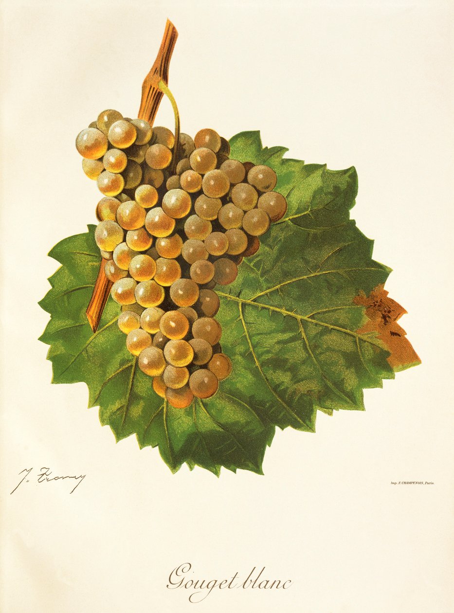 Gouget Blanc Traube von Jules Troncy