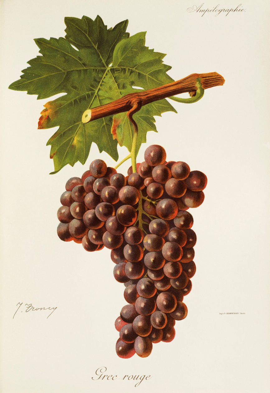 Grec Rouge Traube von J. Troncy von Jules Troncy