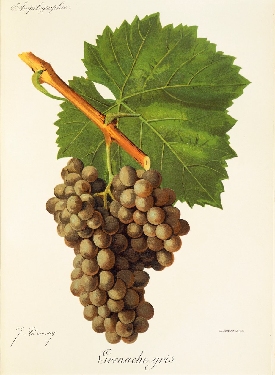 Grenache Gris-Traube von Jules Troncy