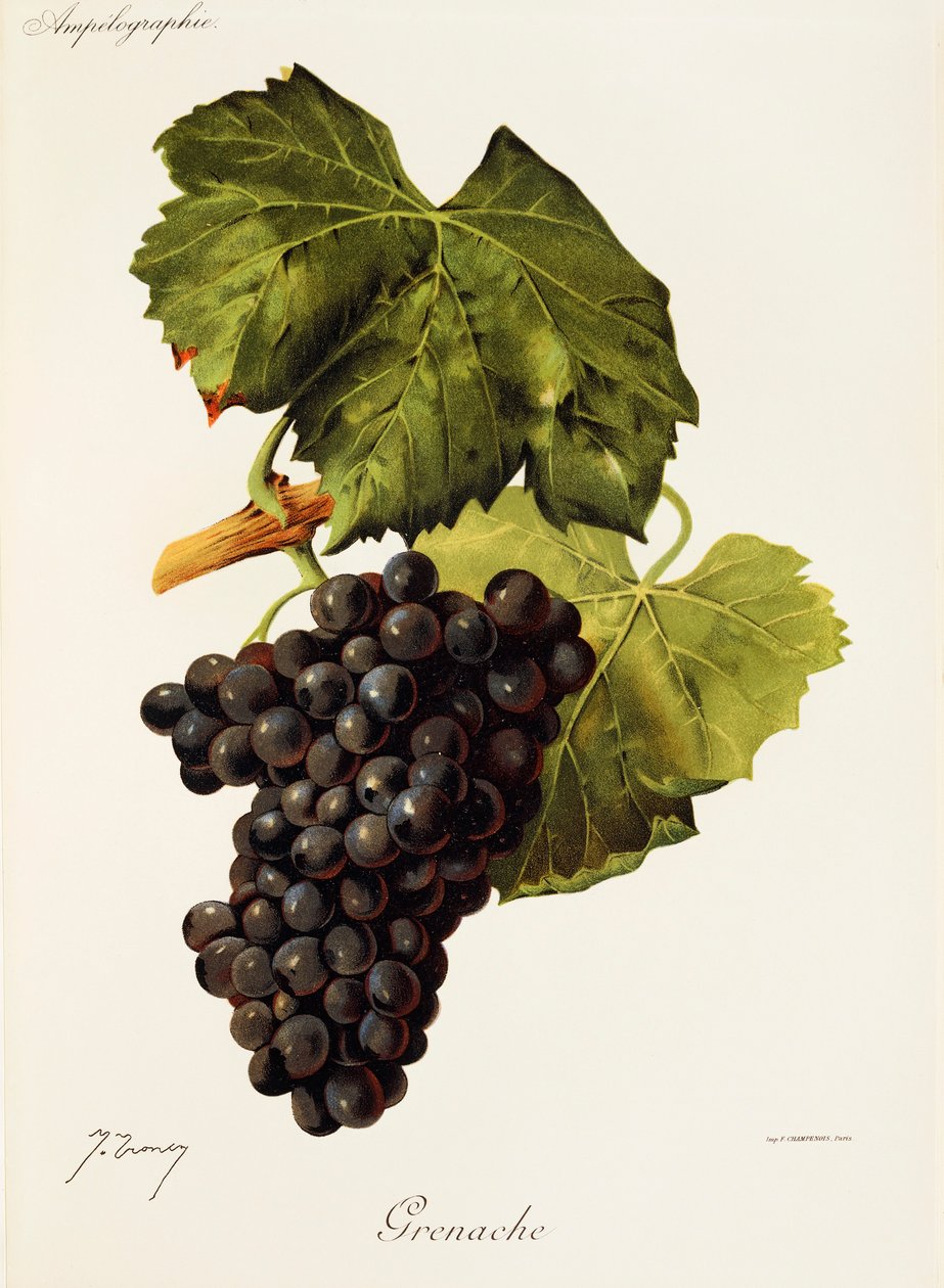 Grenache-Traube von J. Troncy von Jules Troncy