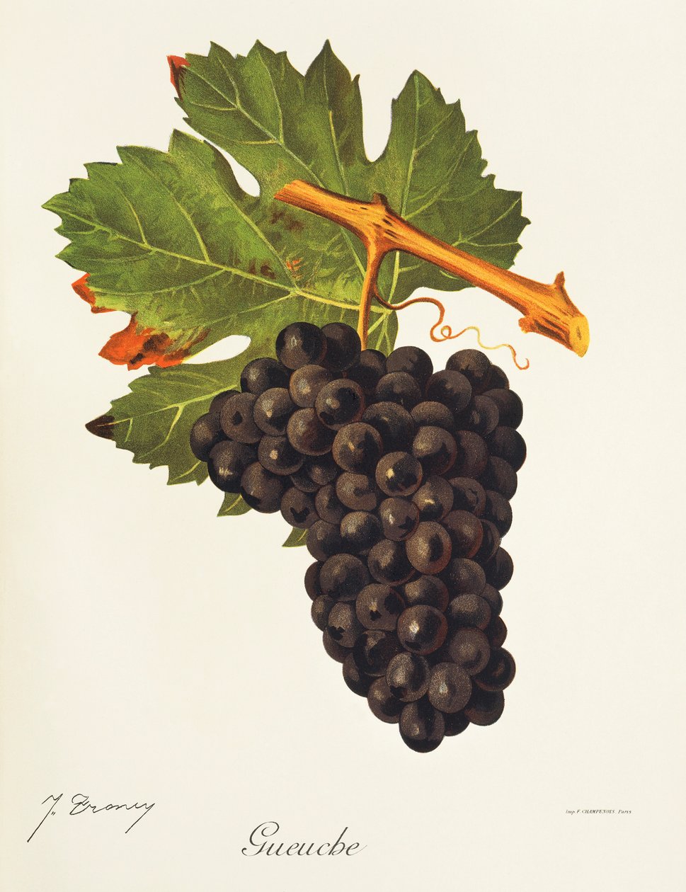 Gueuche Traube von Jules Troncy