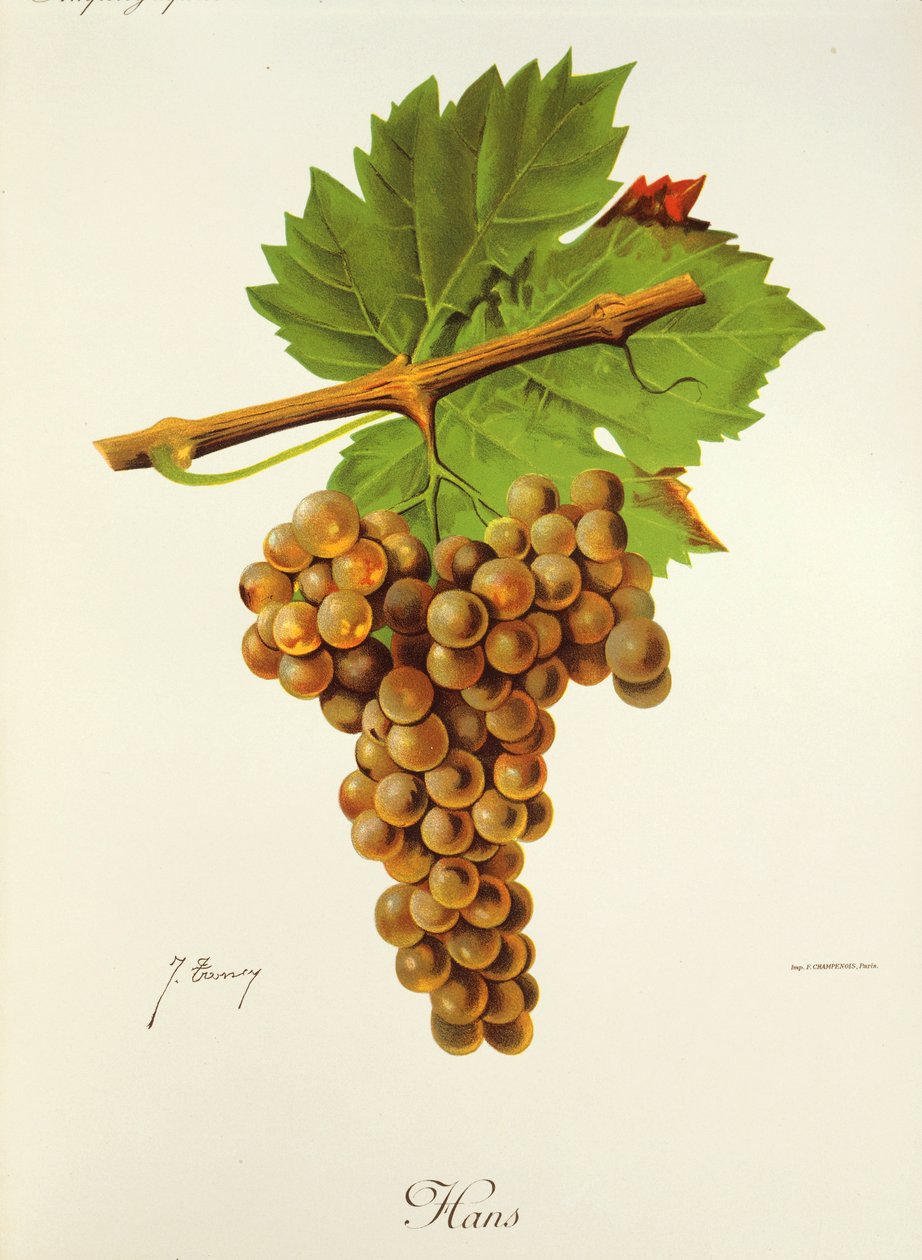 Hans-Traube von J. Troncy von Jules Troncy