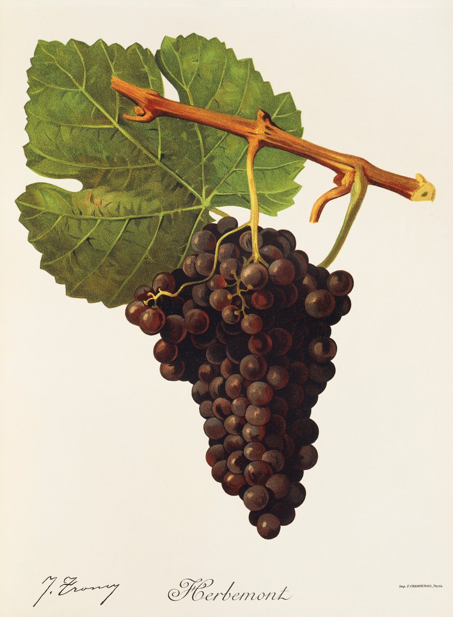 Herbemont Traube von J. Troncy von Jules Troncy