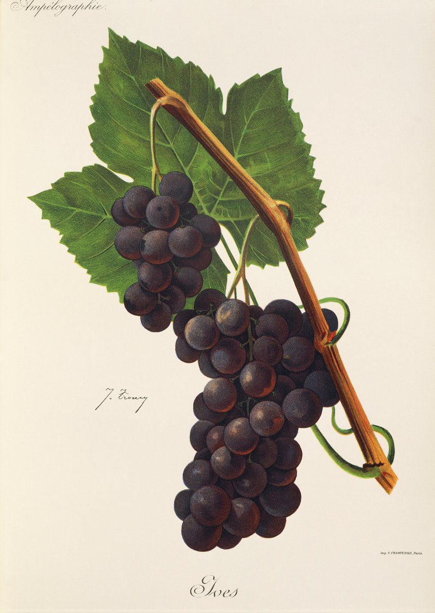Ives-Traube von J. Troncy von Jules Troncy