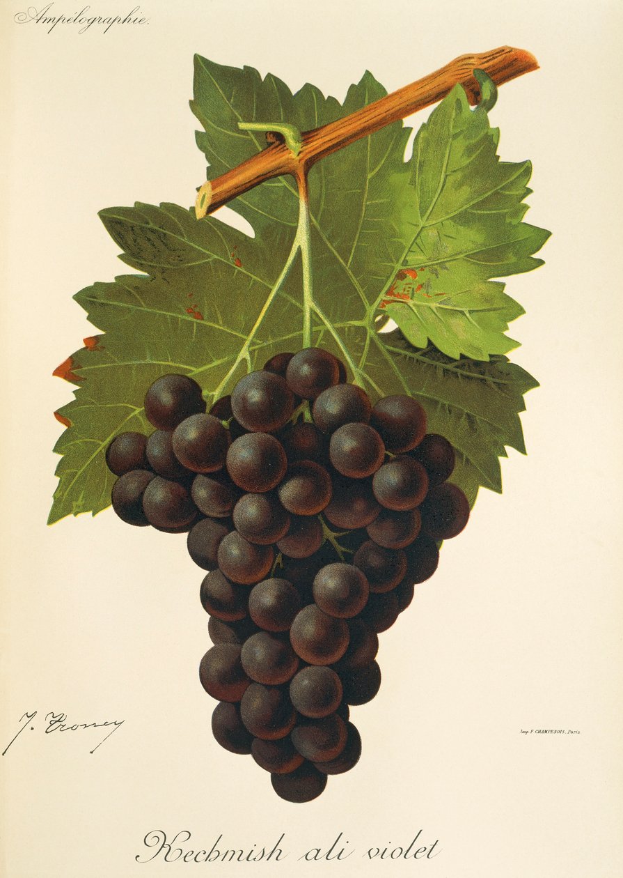Kechmish Ali Violet-Traube von J. Troncy von Jules Troncy
