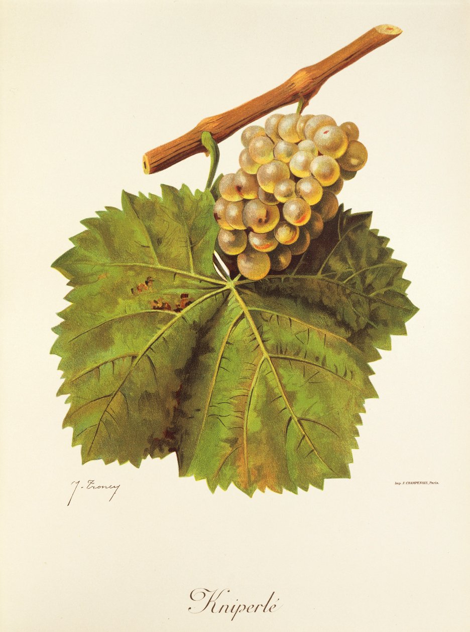 Kniperle-Traube von Jules Troncy