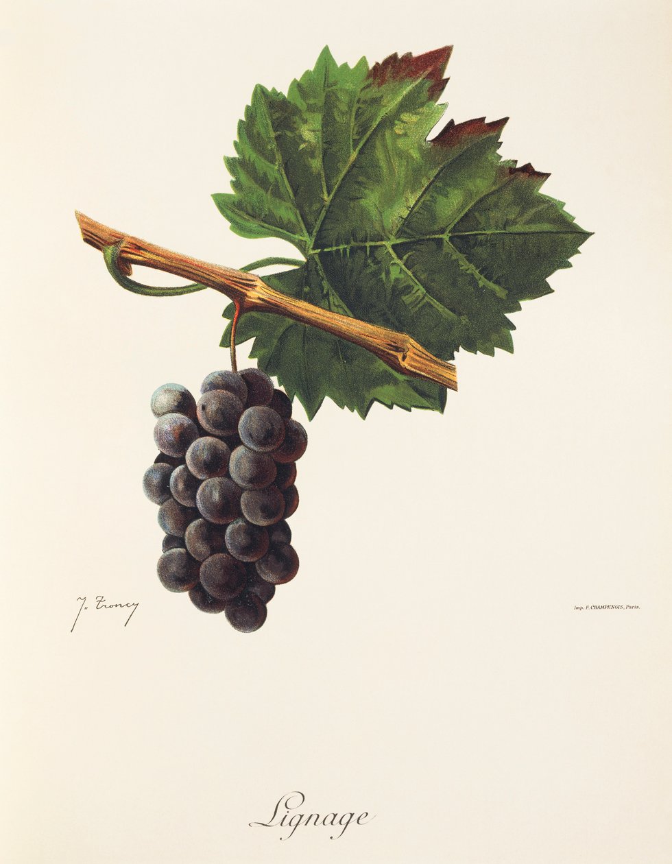 Lignage-Traube von Jules Troncy