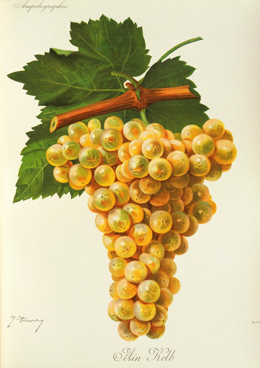 Marsanne-Traube von Jules Troncy