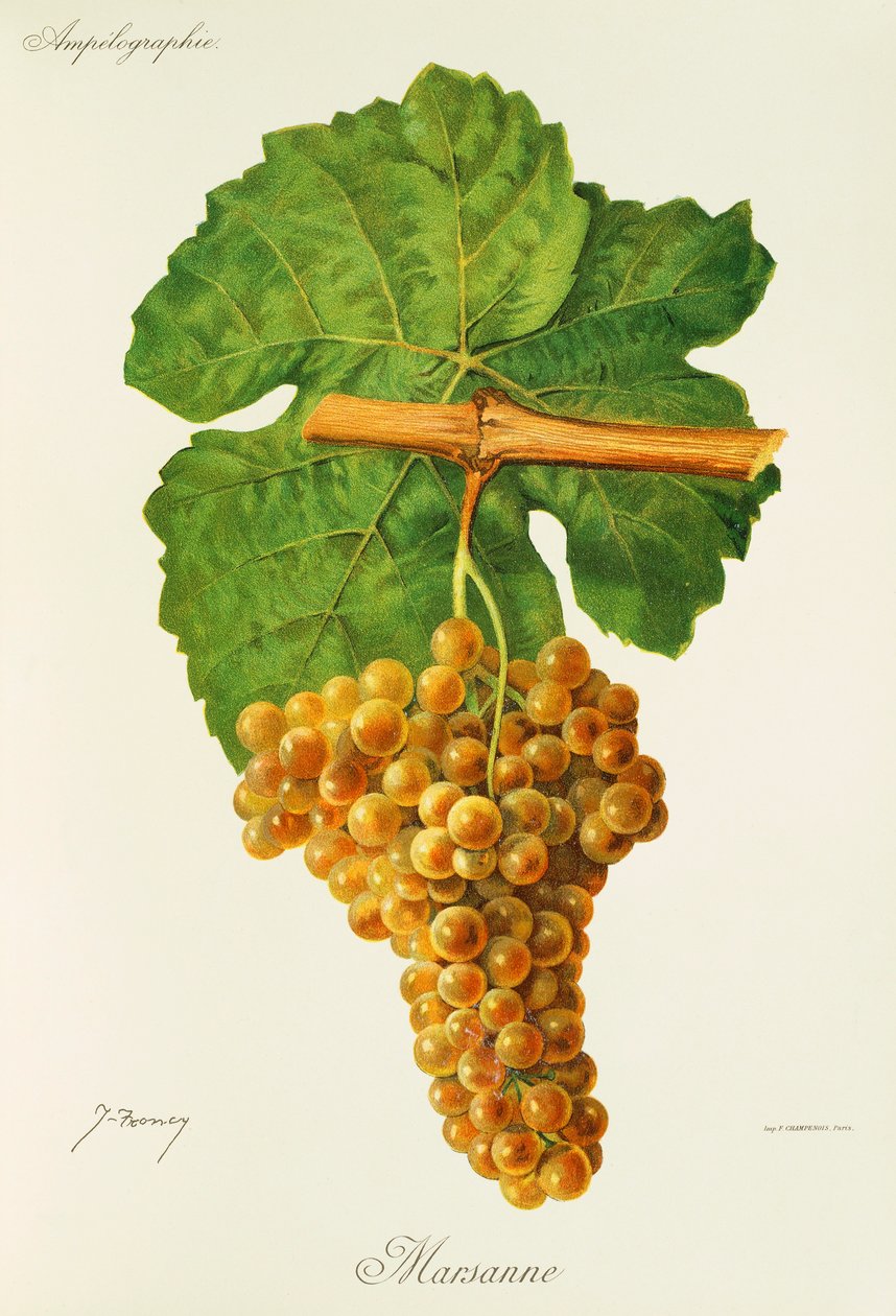 Marsanne-Traube von Jules Troncy