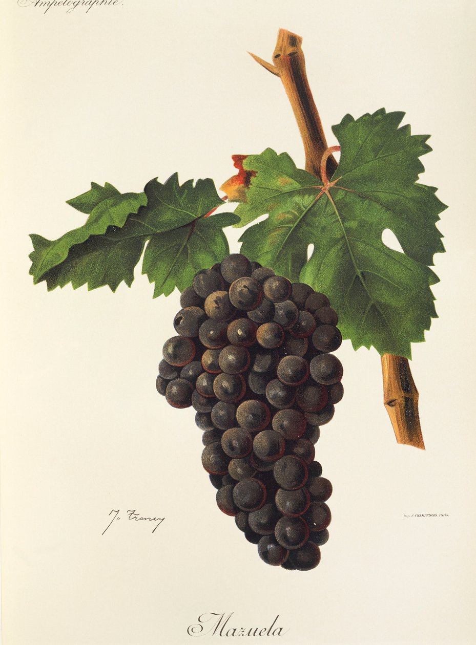 Mazuela-Traube von Jules Troncy