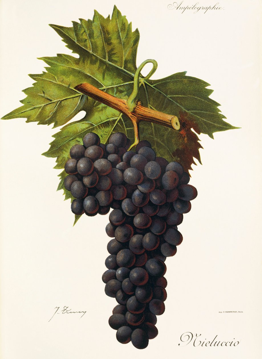 Mieluccio Traube von Jules Troncy
