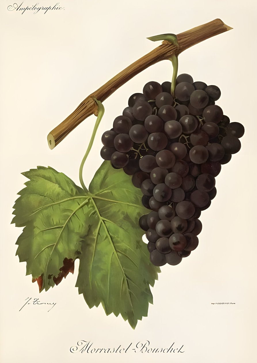 Morrastel Bouschet von Jules Troncy