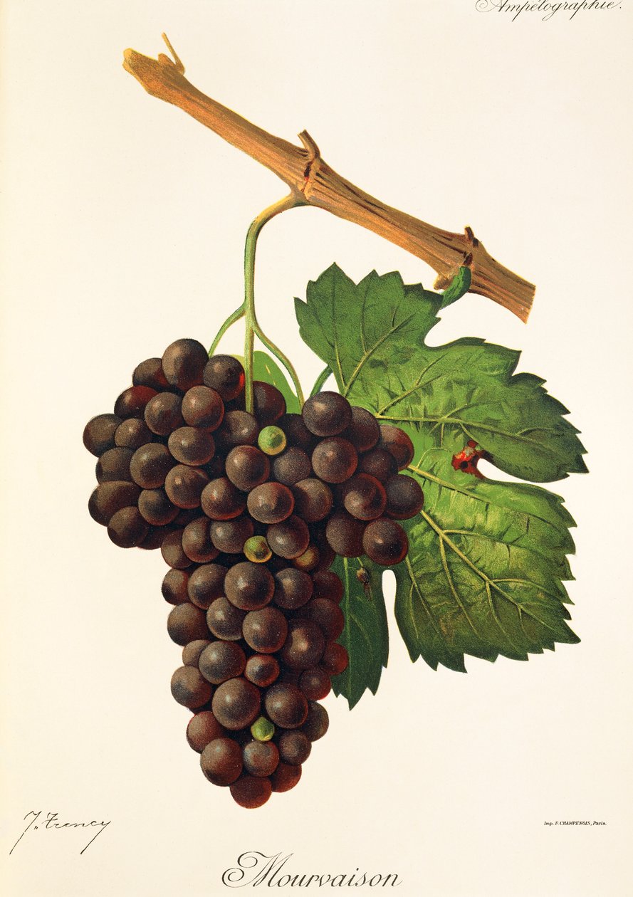 Mourvaison-Traube von Jules Troncy