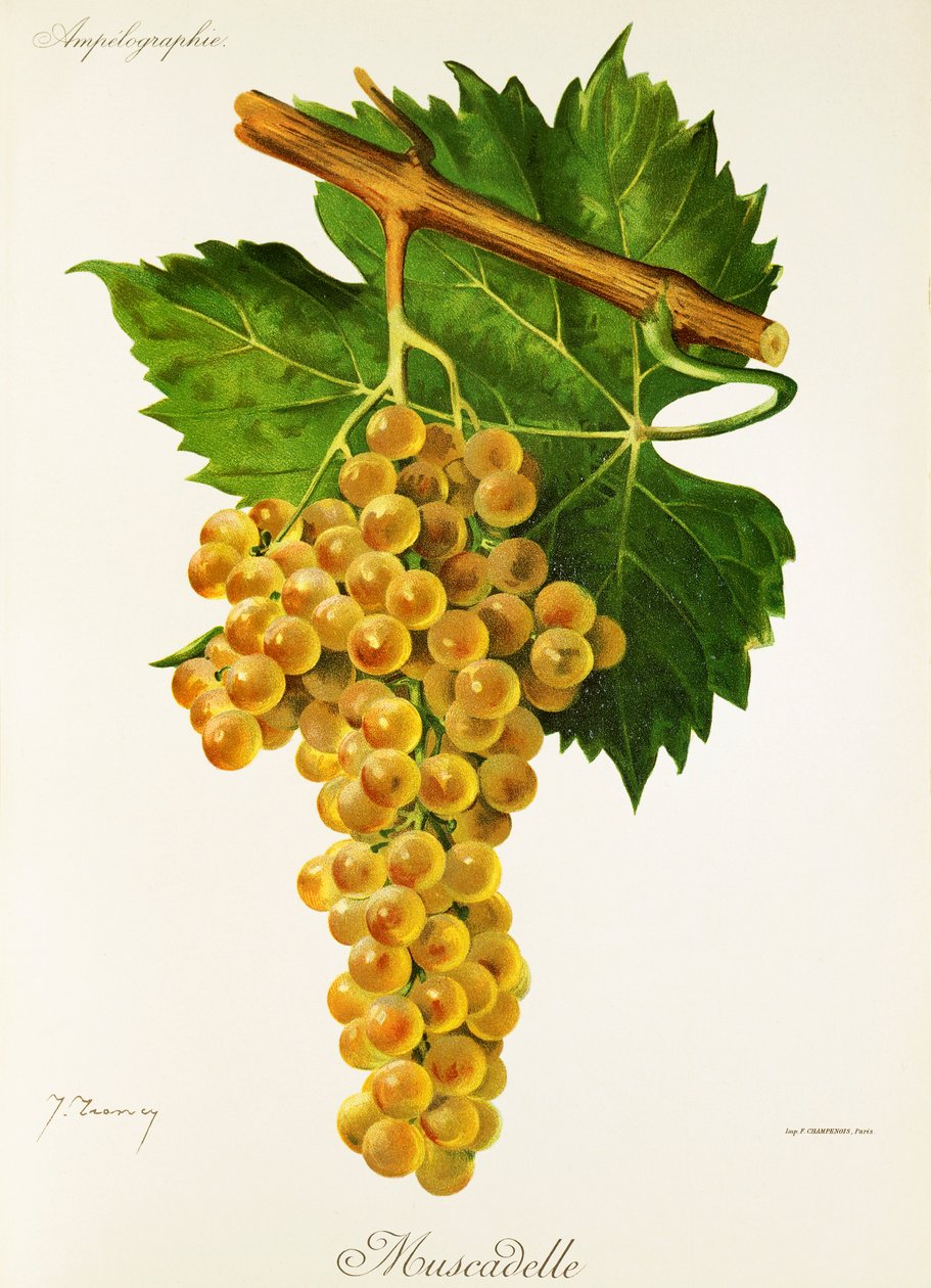 Muscadelle-Traube von Jules Troncy