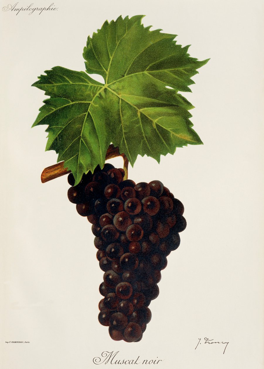Muscat Noir-Traube von Jules Troncy