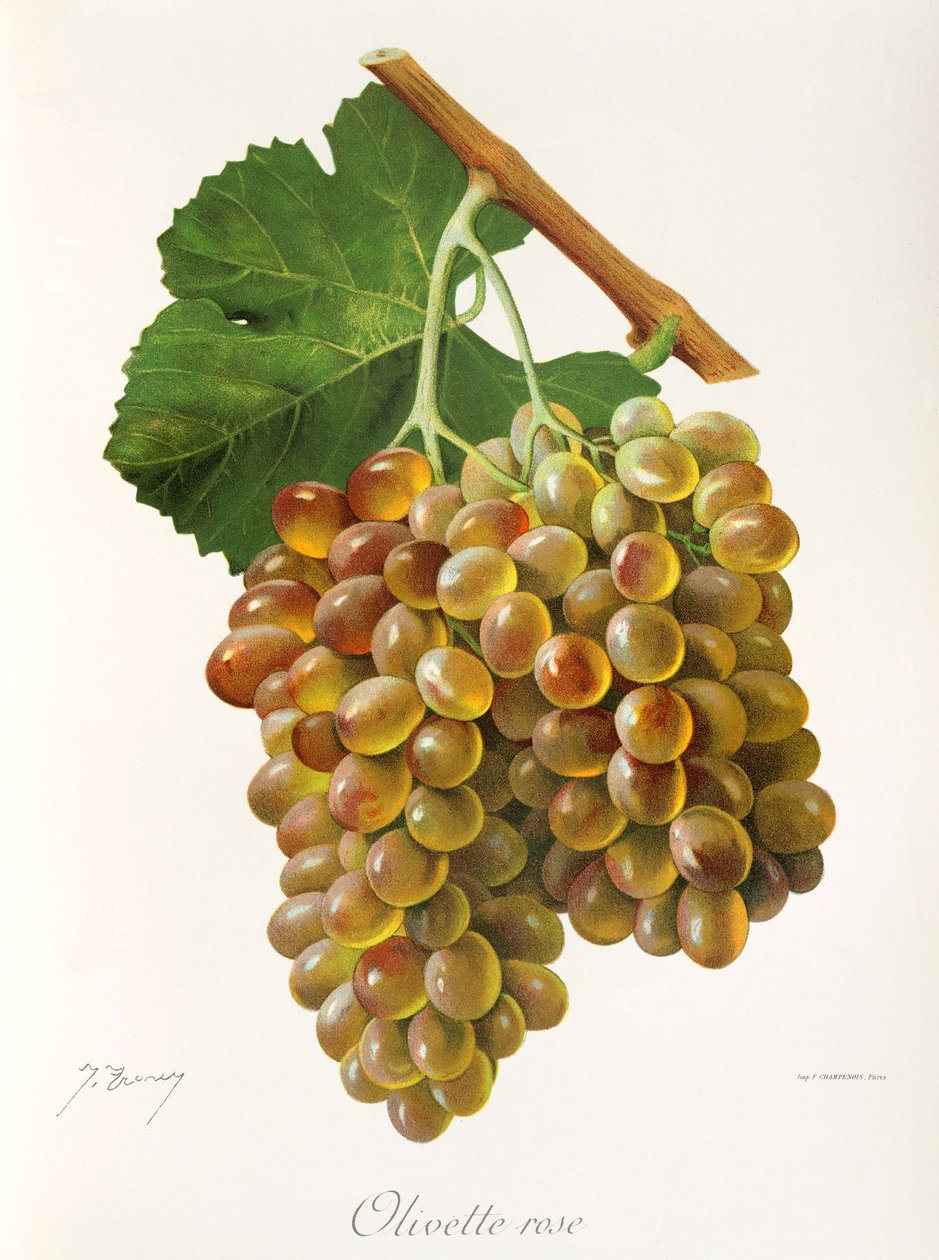 Olivette Rose-Traube von Jules Troncy