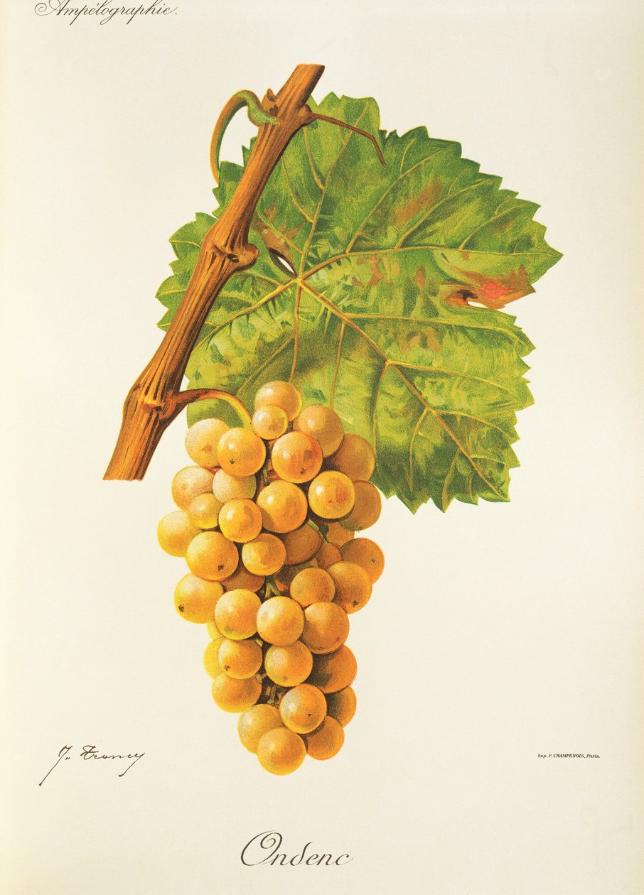 Ondenc Traube von Jules Troncy
