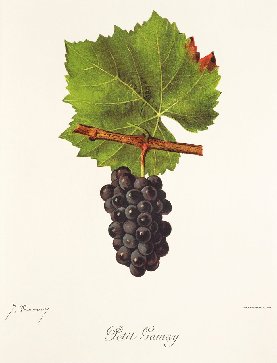 Petit Gamay Traube von J. Troncy von Jules Troncy