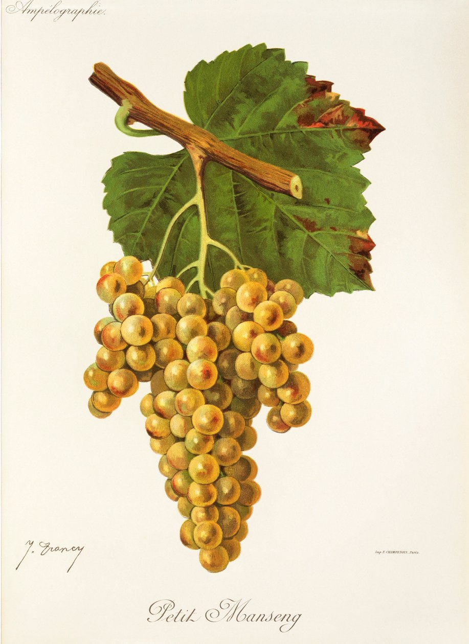Petit Manseng-Traube von Jules Troncy