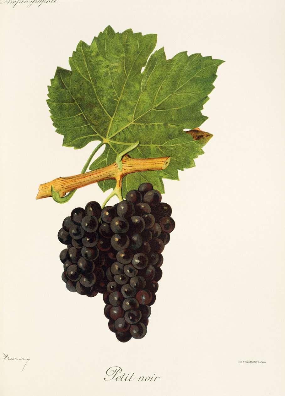 Petit Noir Traube von J. Troncy von Jules Troncy