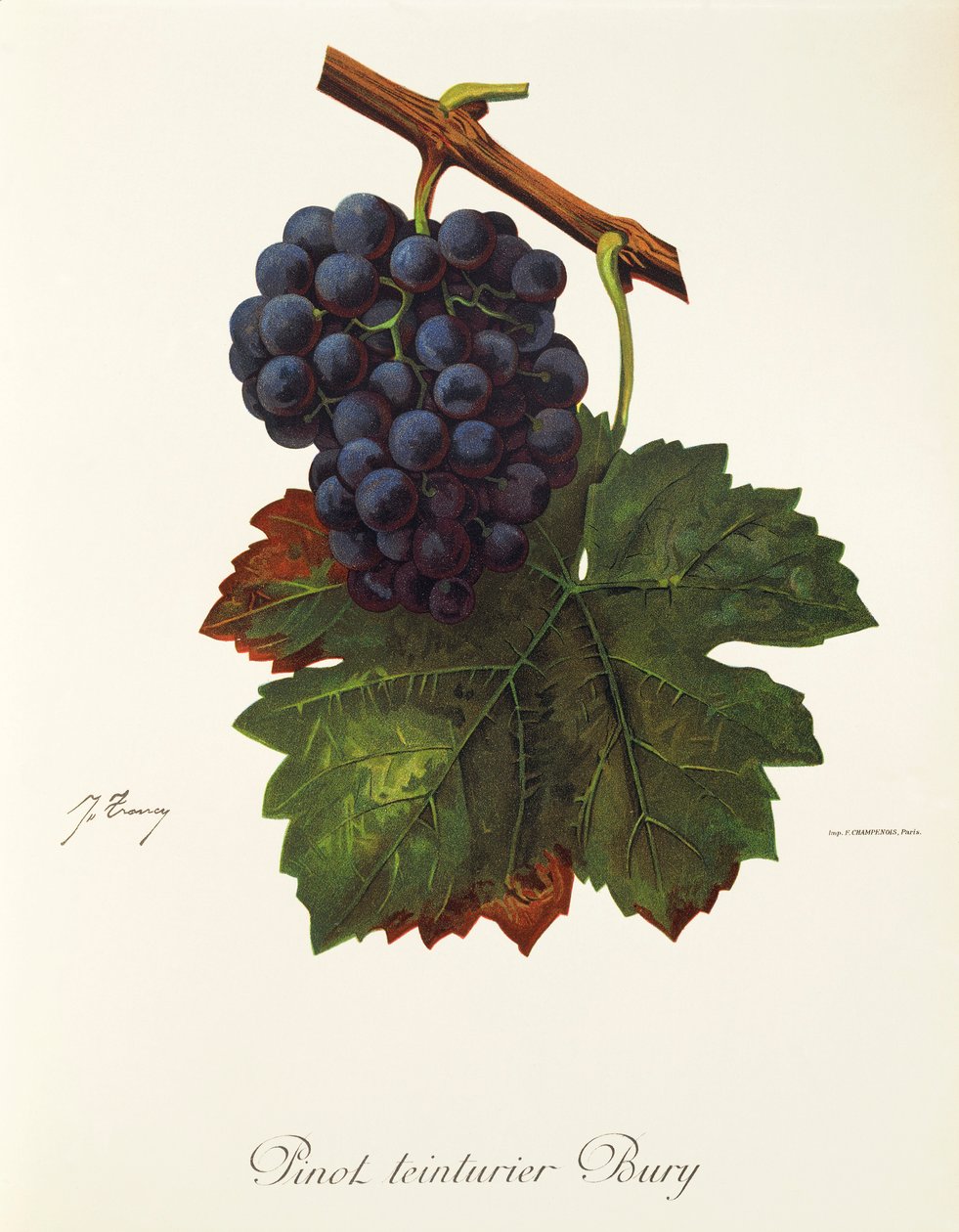 Pinot Teinturier Bury-Traube von J. Troncy von Jules Troncy