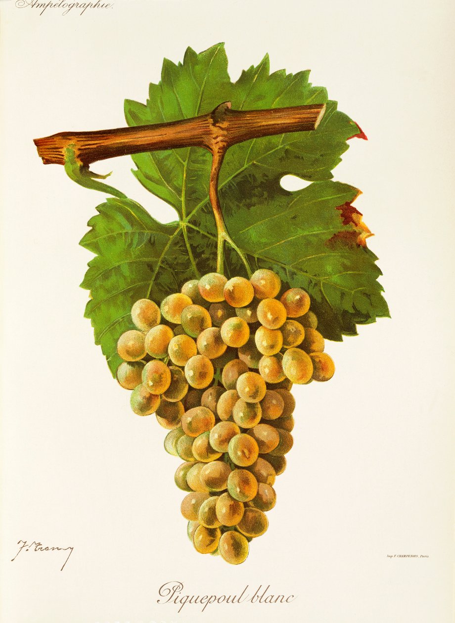 Piquepoul Blanc Traube von J. Troncy von Jules Troncy