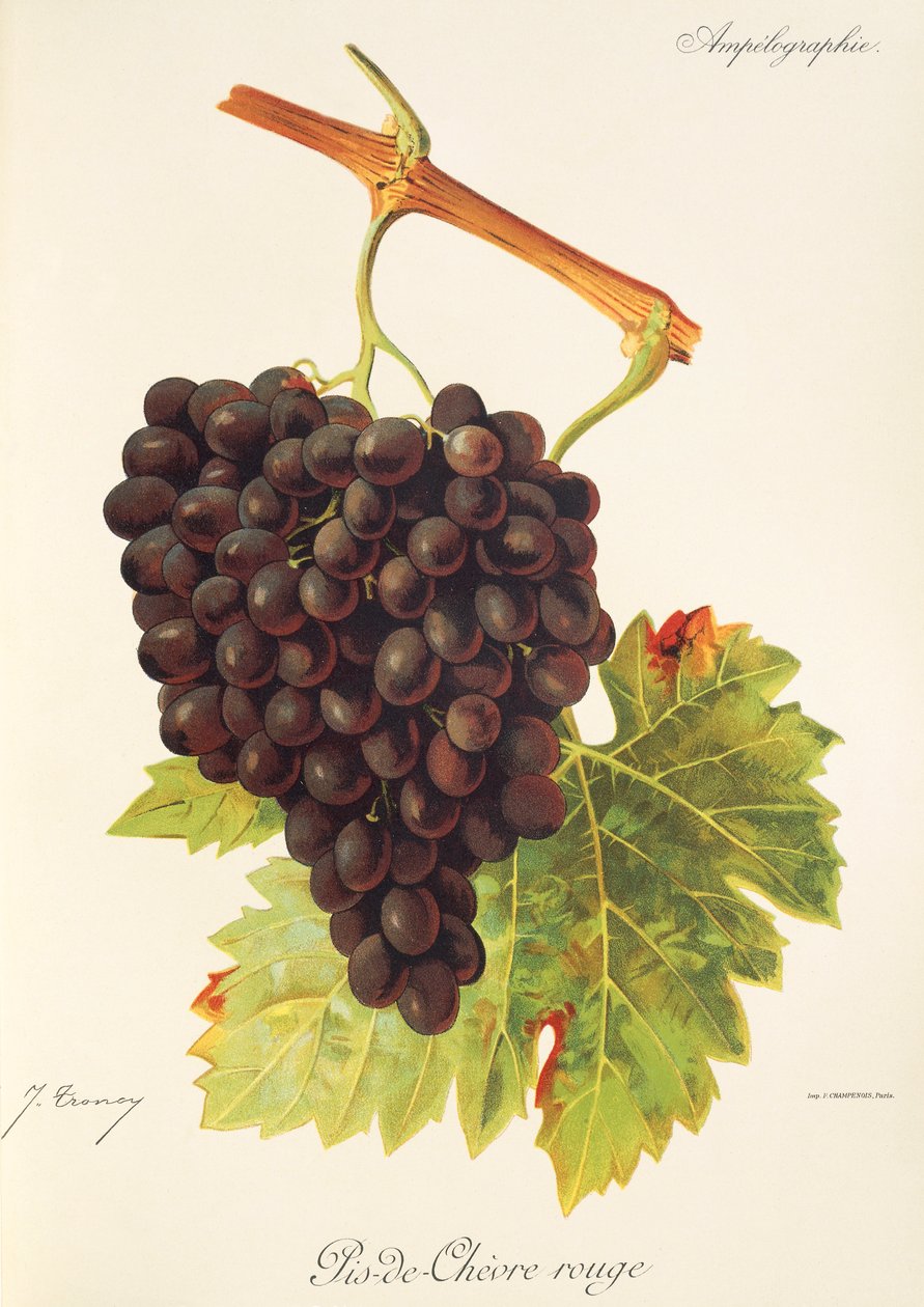 Pis-de-Chevre Rouge Traube von Jules Troncy