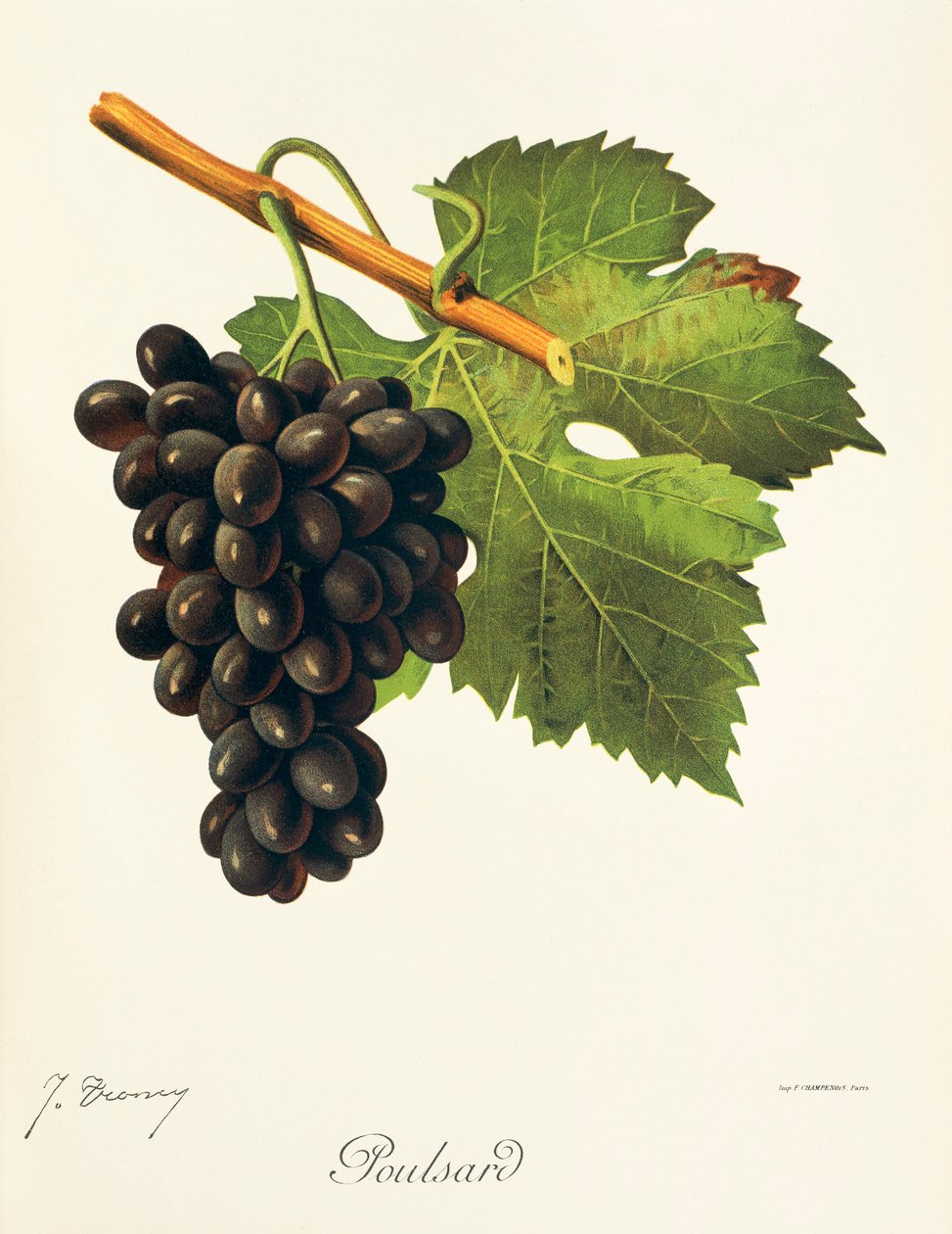 Poulsard-Traube von Jules Troncy