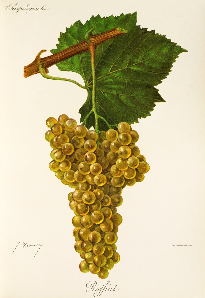 Raffiat-Traube von Jules Troncy