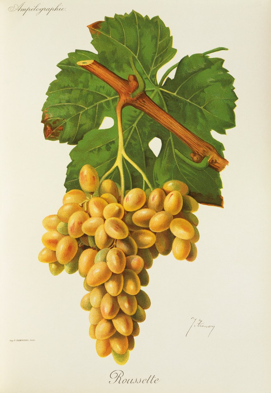 Roussette-Traube von Jules Troncy