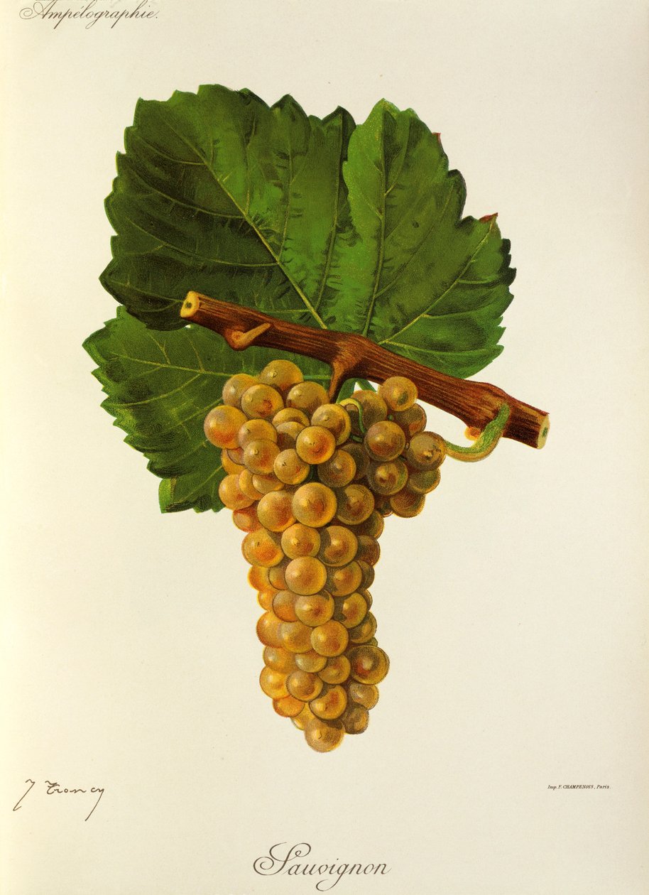 Sauvignon Traube von J. Troncy von Jules Troncy