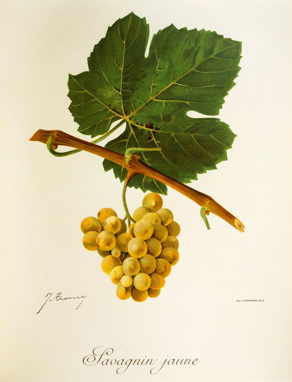 Savagnin-Jaune-Traube von Jules Troncy
