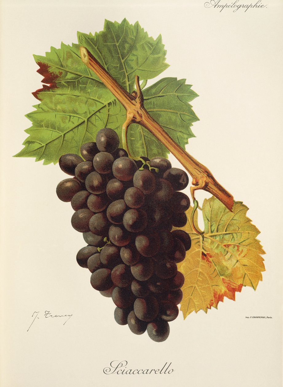 Sciaccarello Traube von Jules Troncy