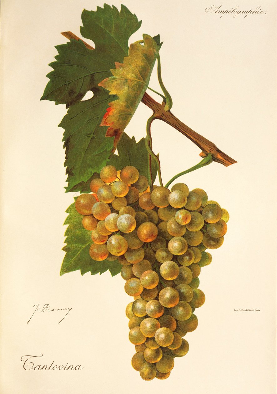 Tantovina Traube von Jules Troncy