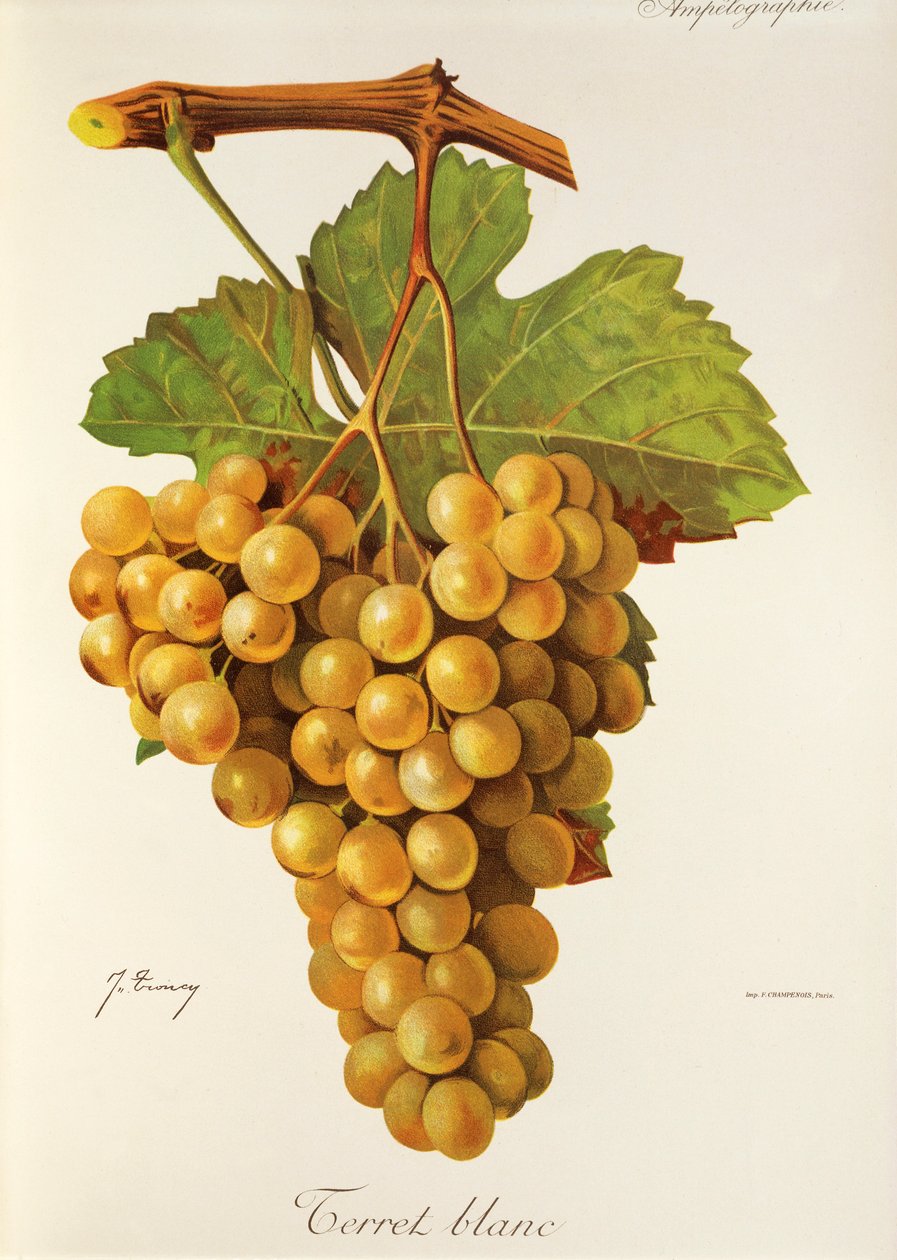 Terret Blanc Traube von Jules Troncy