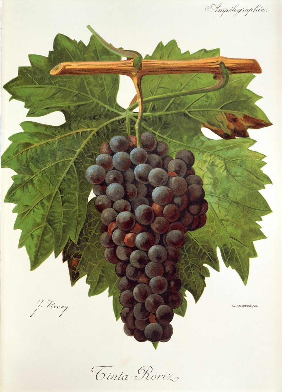 Tinta Roriz-Traube von Jules Troncy