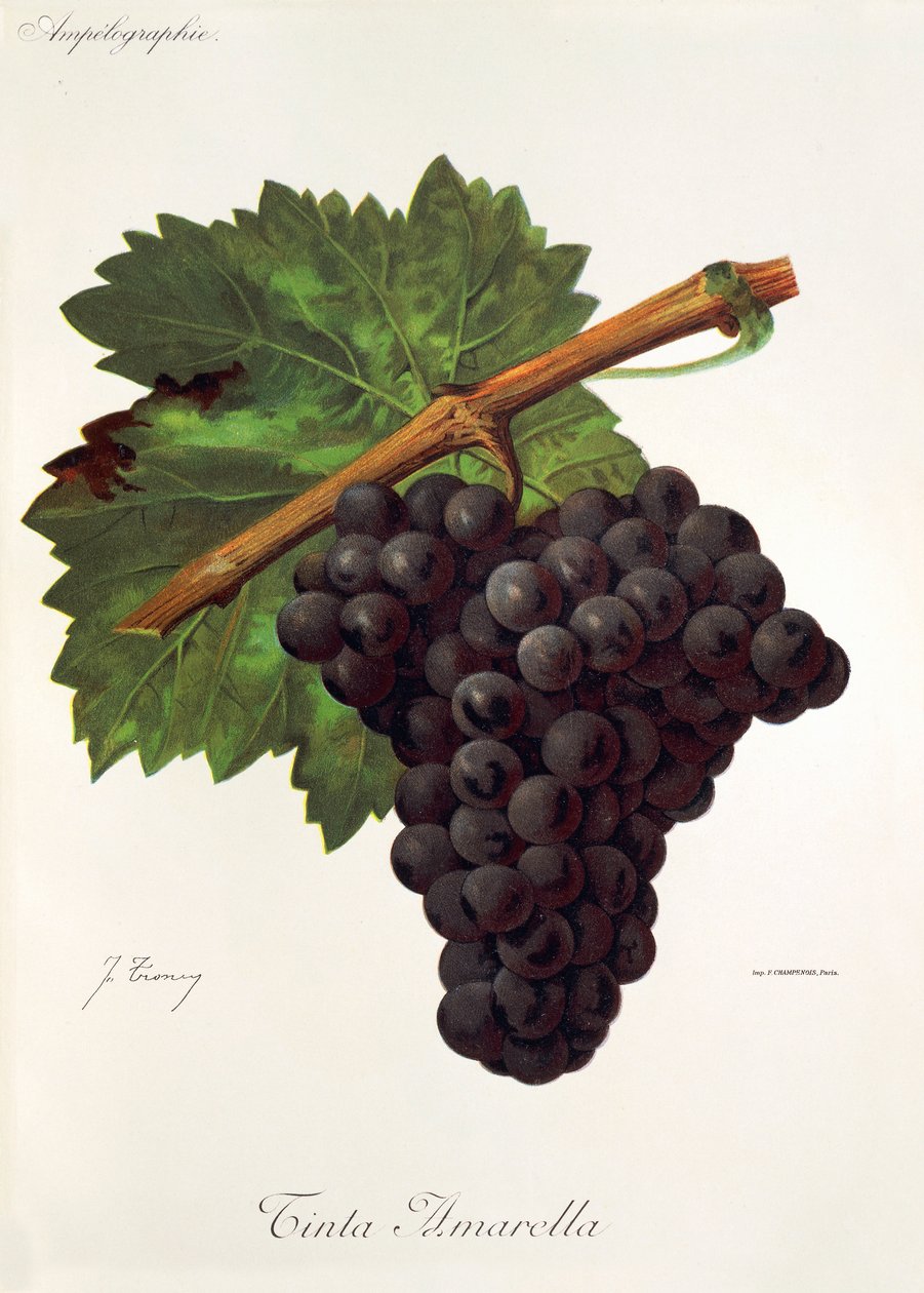 Tinto Amarella Traube von Jules Troncy