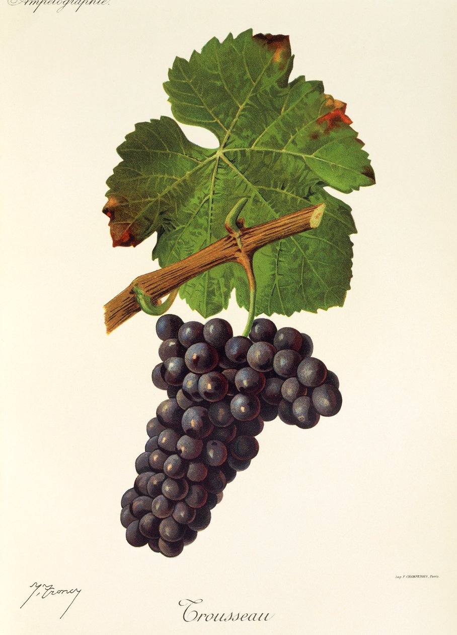 Trousseau-Traube von Jules Troncy