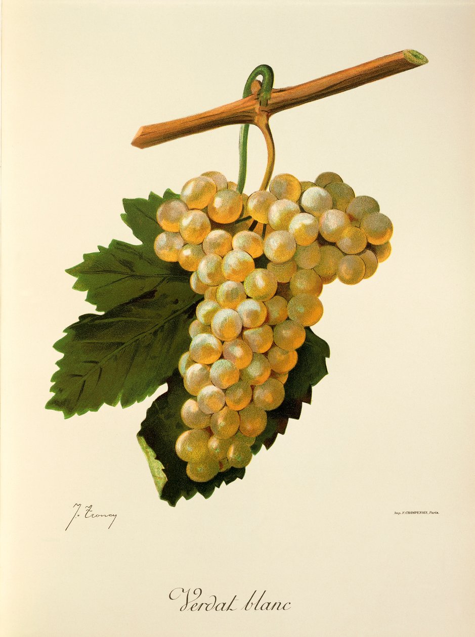 Verdat-Blanc-Traube von J. Troncy von Jules Troncy