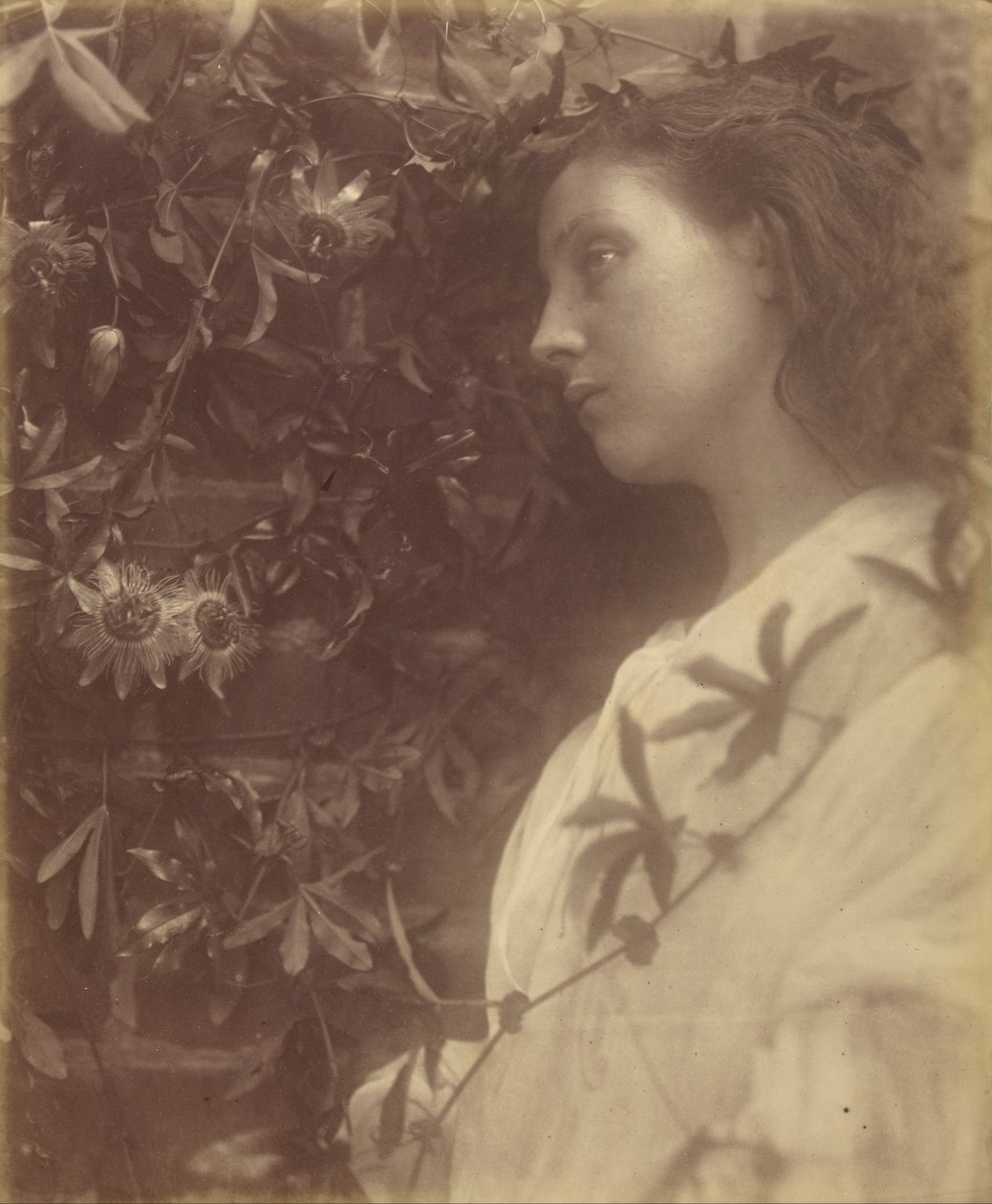 Maud, es ist eine prächtige Träne gefallen von der Passionsblume am Tor von Julia Margaret Cameron