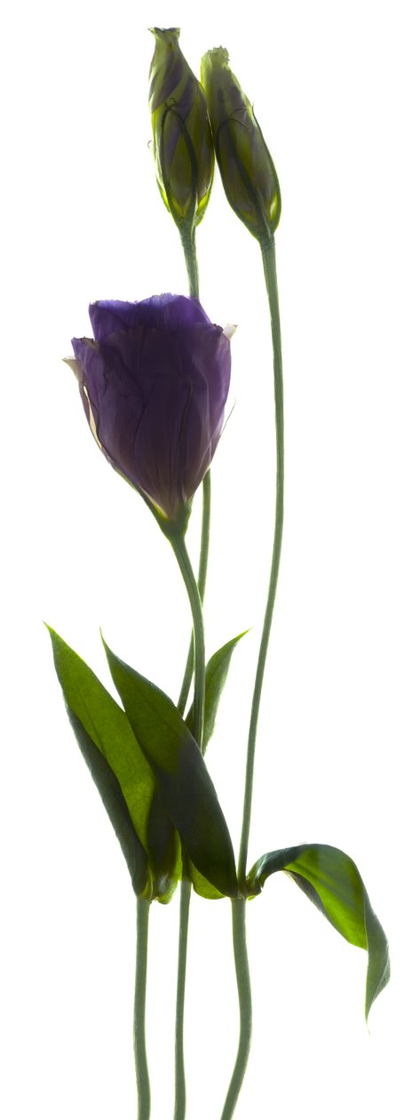 Lisianthus Duo von Julia McLemore