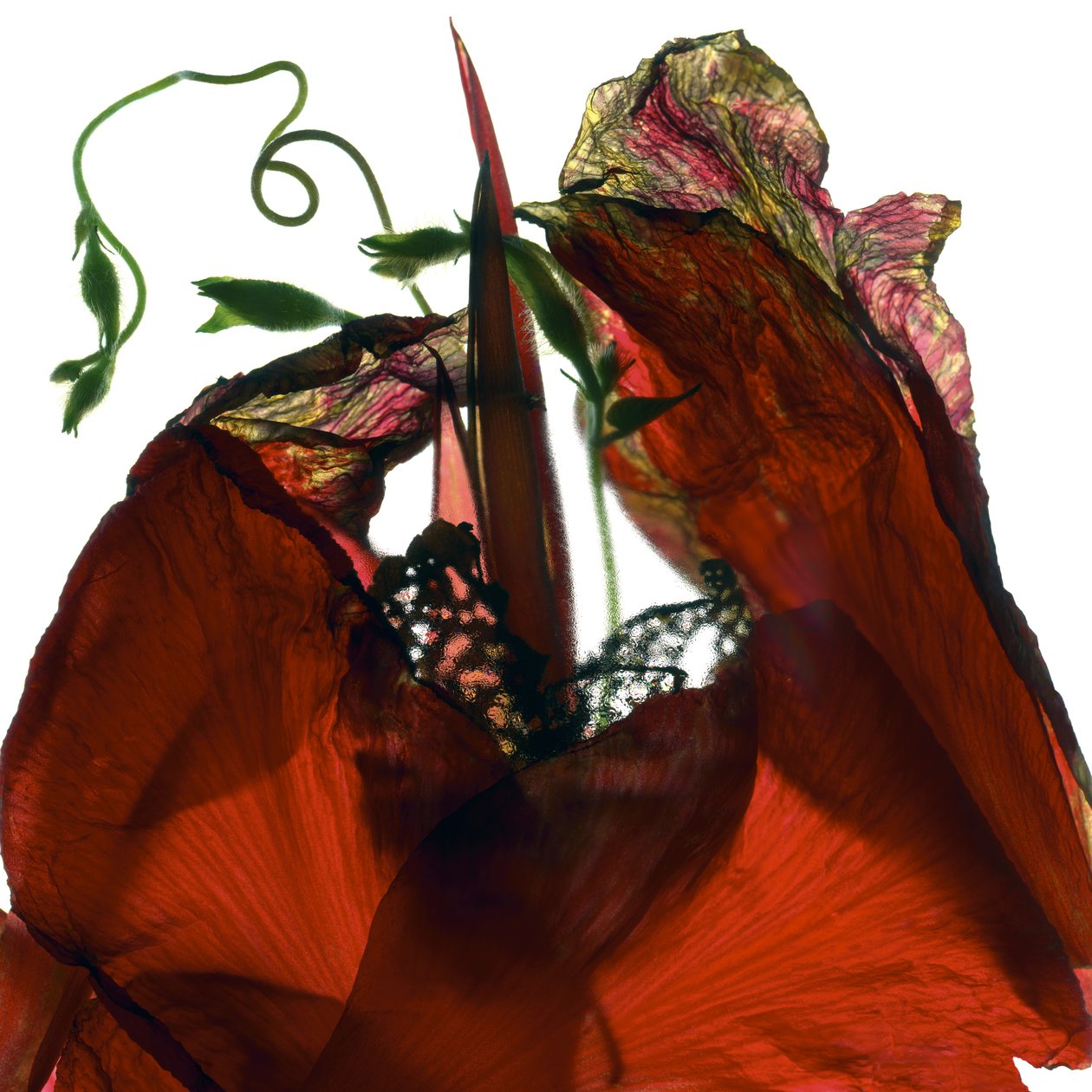 Morgenruhm Canna Rot (digitales Fotogramm, Digitaldruck) von Julia McLemore
