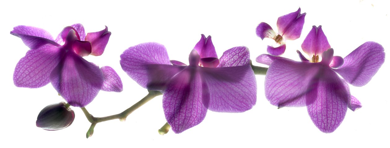 Orchideenreihe von Julia McLemore